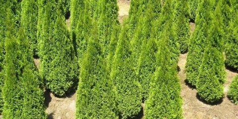 Thuja piramidalna: sorte, opis, svojstva biljaka